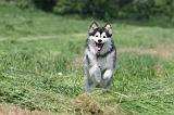 CHIEN FINNOIS DE LAPONIE 149